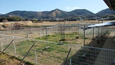 老犬ホームワンワンパラダイス ドッグラン