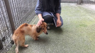 コビー動物病院 老犬・老猫ホーム施設内広場