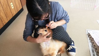 コビー動物病院 老犬・老猫ホーム 介護風景