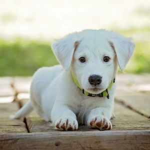 子犬のイメージ画像