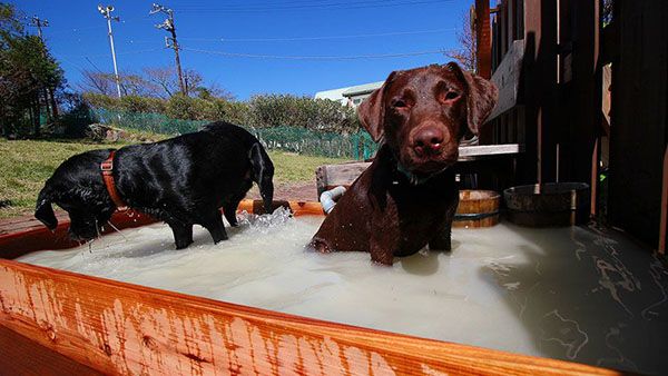 箱根強羅老犬のおうち 入浴風景