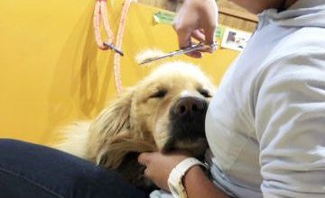 老犬ホーム花園牧場 トリミング風景