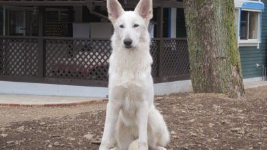 犬のケアハウスうらら みやび