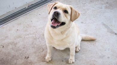 犬のケアハウスうらら しずく