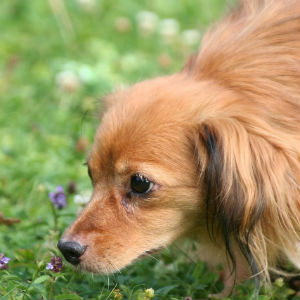 老犬と草花のイメージ