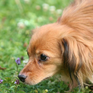 コラム 犬が草を食べる理由 老犬が食べても大丈夫 老犬ケア