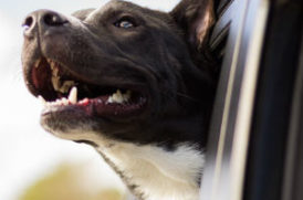 車に乗る老犬