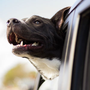 車に乗る老犬