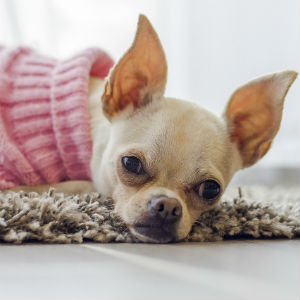 老犬の冷え性