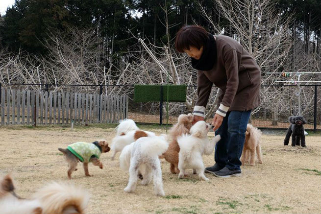 ドッグテールワン　犬たち