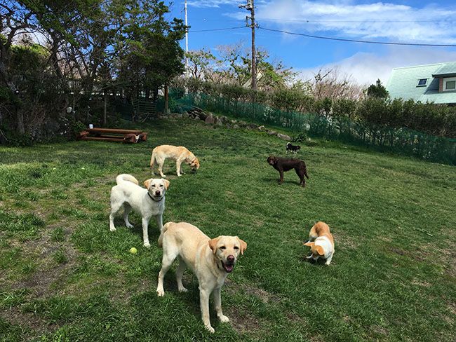 箱根強羅老犬のおうち ドッグラン