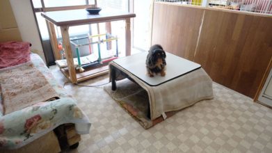 老犬ホームD&C ワンちゃん・ネコちゃんのお部屋