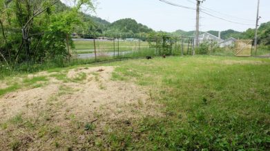老犬ホームD&C ドッグラン