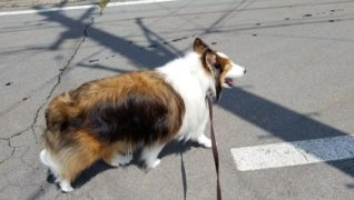 老犬ホームドッグハウスダディー_散歩風景