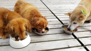 老犬ホームドッグハウスダディー_食事風景