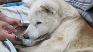 犬のケアハウスうらら 食事風景