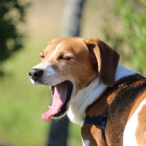 あくびする老犬