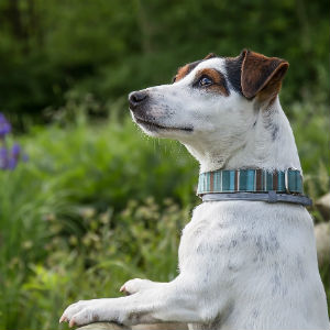 コラム 老犬の虫よけ対策 老犬ケア