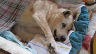 犬のケアハウスうらら お休み