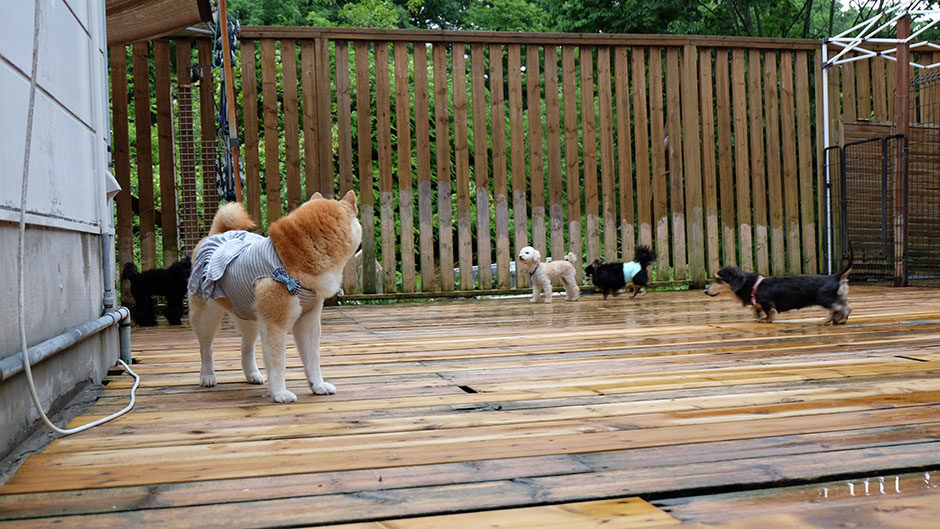 老犬ホームドッグハウスダディー_ウッドデッキ