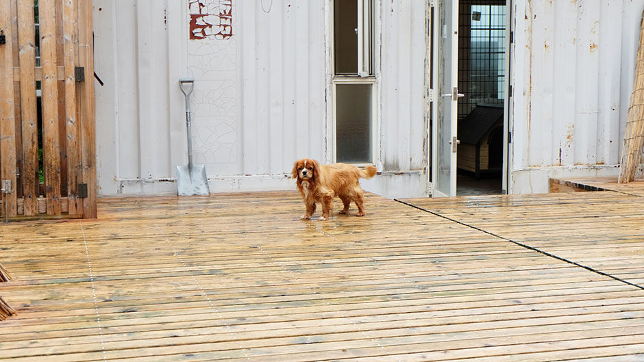 老犬ホームドッグハウスダディー_ウッドデッキ