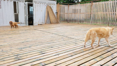 老犬ホームドッグハウスダディー_ウッドデッキ