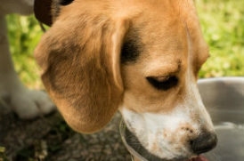 水を飲む犬