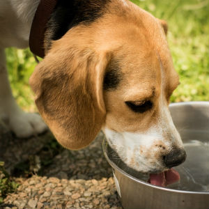 水を飲む犬