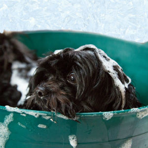 シャンプーする老犬