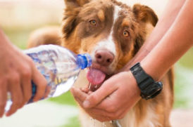 水を飲む老犬