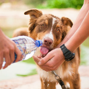 水を飲む老犬