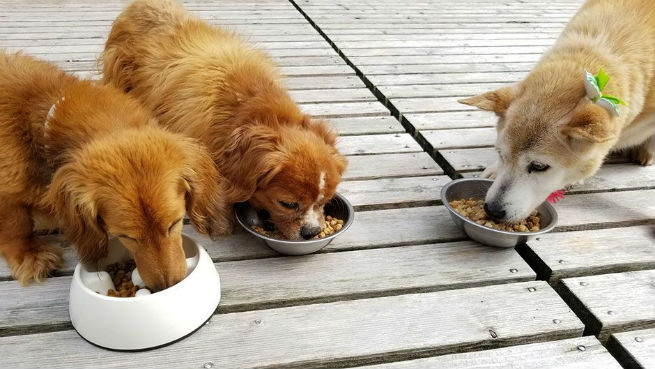 ドッグハウスダディ餌を食べる老犬