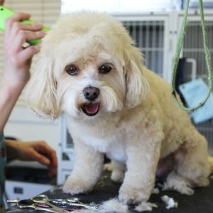 コラム 老犬の目線で考えるサマーカット 老犬ケア