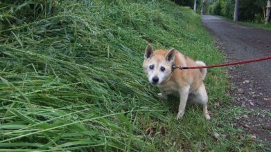 老犬ホーム花園牧場 施設周辺風景