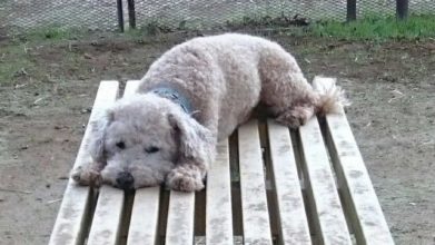 老犬ホーム花園牧場 ドッグラン