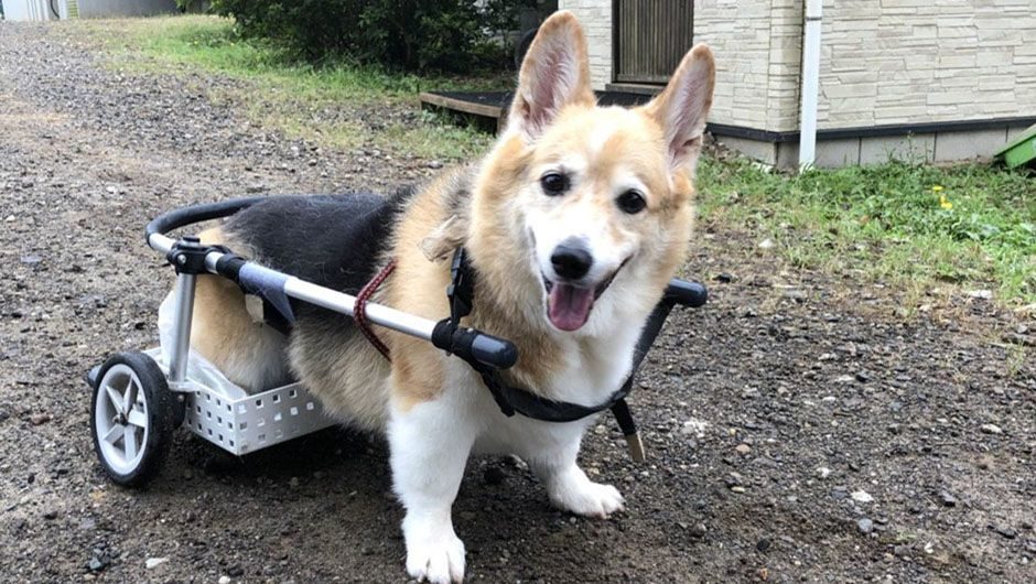 老犬ホーム花園牧場 仲間のワンちゃん