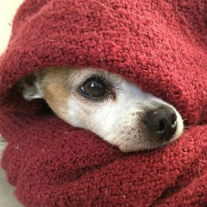 毛布にくるまる老犬