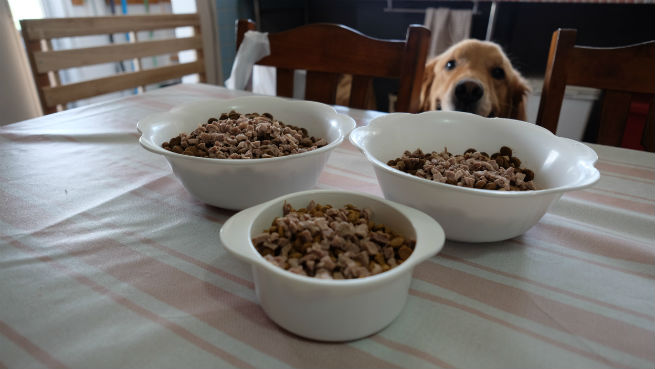 老犬ホームのぞみ食事