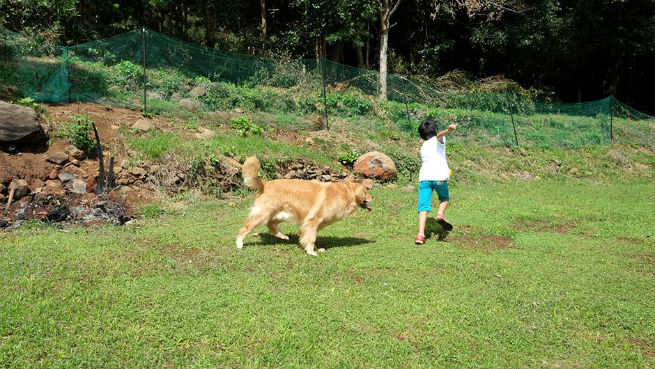 老犬ホームのぞみドッグラン