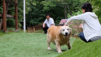 ワンちゃんハウスノア 介護風景