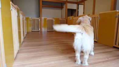 ワンちゃんハウスノア ワンちゃんのお部屋