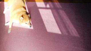 老犬ホーム・KOMUGI 介護風景日向ぼっこ