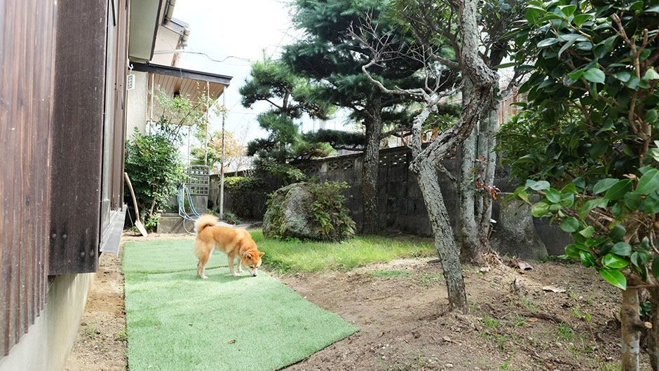 老犬ホーム・KOMUGI ドッグラン