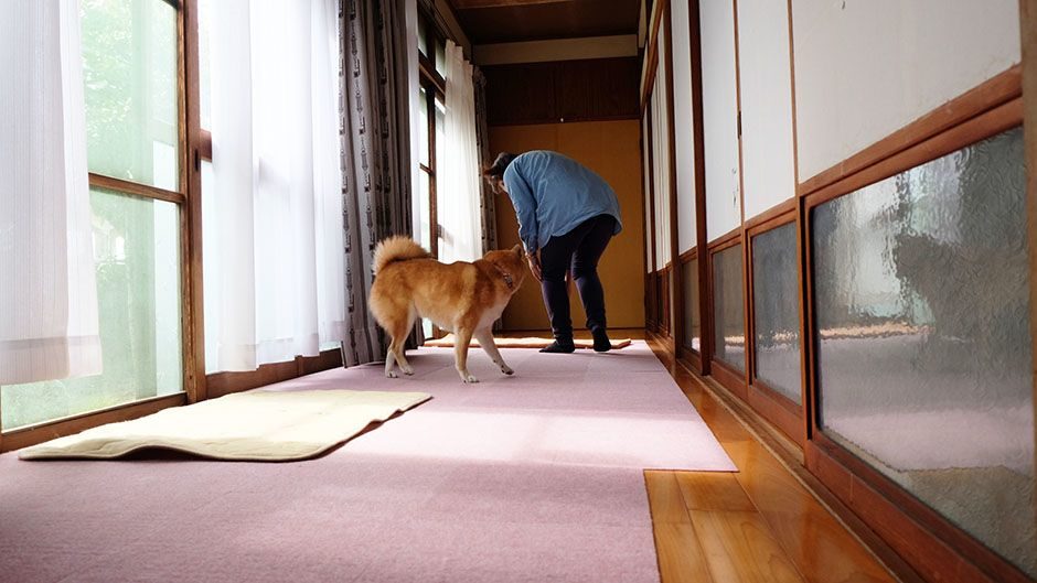 老犬ホーム・KOMUGI 施設内観 縁側