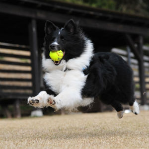 ボールをくわえて走る老犬