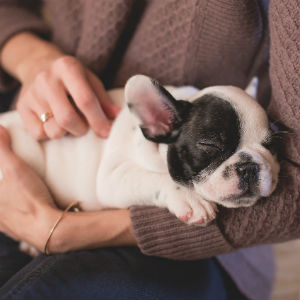 眠る老犬