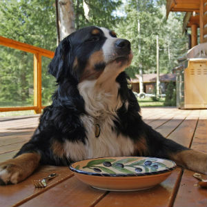 食事を待つ老犬