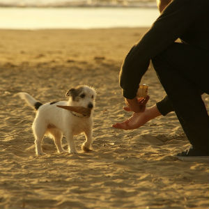 砂浜の犬
