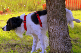 おしっこする老犬