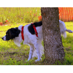 おしっこする老犬